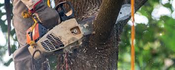 Best Arborist Consultation Services  in Portage, PA