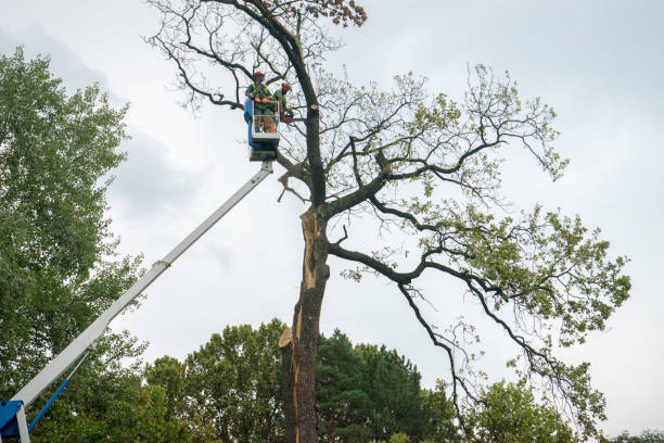 How Our Tree Care Process Works  in  Portage, PA